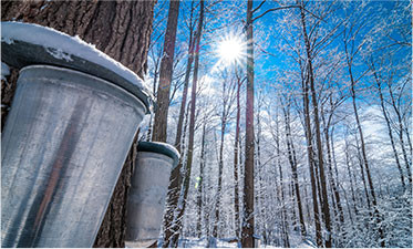 frozen forest